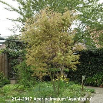 Acer palmatum 'Asahi zuru'