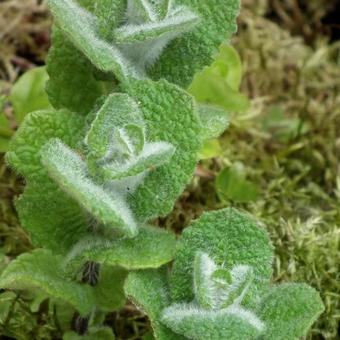 Mentha rotundifolia