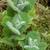 Mentha rotundifolia