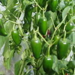 Capsicum annuum 'Jalapeño' - 