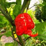 Capsicum chinense 'Carolina Reaper' - 