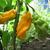 Capsicum chinense 'Madame Jeanette'