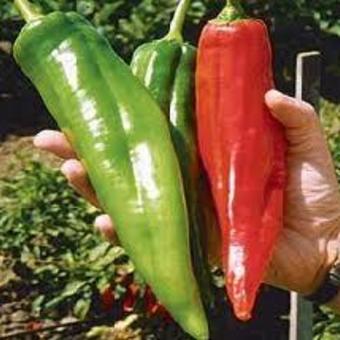 Capsicum annuum  'Numex Big Jim'