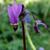 Dodecatheon meadia