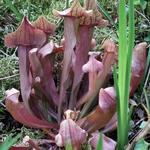 Sarracenia Maroon - 