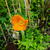 Eschscholzia californica