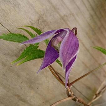 Clematis alpina 'Helsingborg'