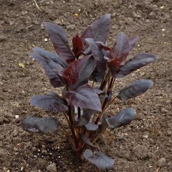 Lysimachia ciliata 'Firecracker'