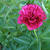 Paeonia lactiflora 'Red charm'