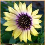 Osteospermum ecklonis - Bornholmmargerite