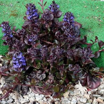 Ajuga reptans 'Black Scallop'