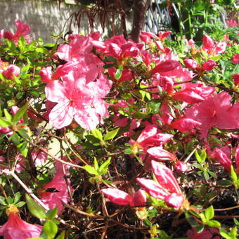 Rhododendron 'Momoko'