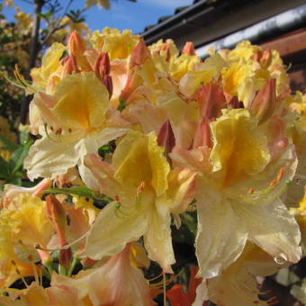 Rhododendron 'Lapwing'