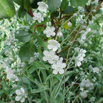 Omphalodes linifolia - 