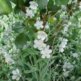 Omphalodes linifolia