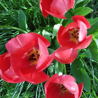 Tulipa 'Mystic van Eijk'