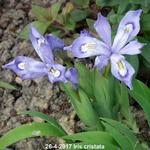 Iris cristata - 