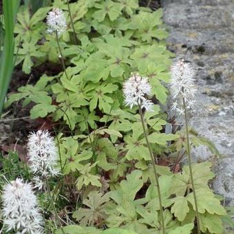 Tiarella cordifolia 'Spring Symphony'