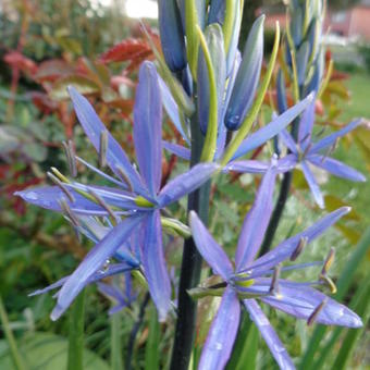 Camassia leichtlinii 'Caerulea'