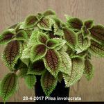 Pilea involucrata - 