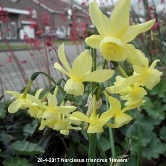 Narcissus triandrus 'Hawera'