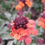 Erysimum linifolium 'Super Bowl Sunset' - 