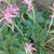 Geranium x oxonianum 'Zena Grant'