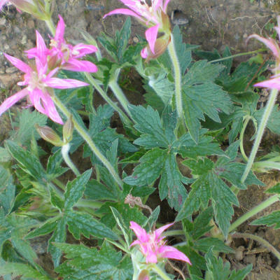 Geranium x oxonianum 'Zena Grant' - 