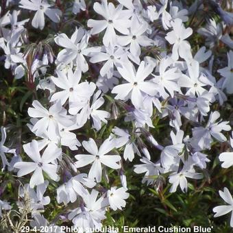 Phlox subulata 'Emerald Cushion Blue'