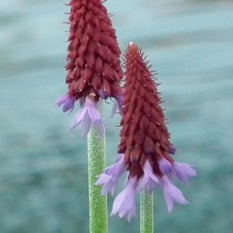 Primula vialii