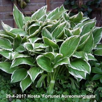 Hosta fortunei 'Aureomarginata'