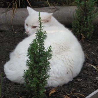 Juniperus communis 'Horstmann'