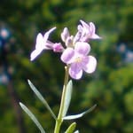 Aethionema cordifolium - Aethionema grandiflorum