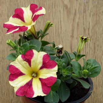 Petunia 'AMORE Queen of Hearts'