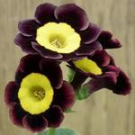 Primula auricula 'Dusky Maiden' - 