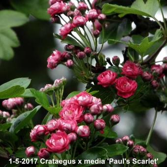 Crataegus x media 'Paul's Scarlet'