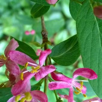 Lonicera tatarica 'Hack's Red'