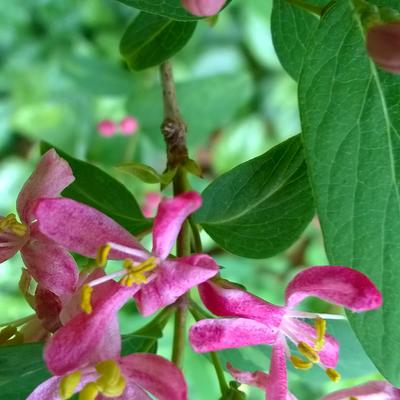 Lonicera tatarica 'Hack's Red'