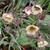 Geum rivale 'Pink Frills'