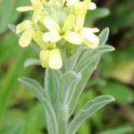 Fibigia clypeata - 