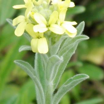 Fibigia clypeata