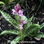 Dactylorhiza majalis - Breitblättriges Knabenkraut