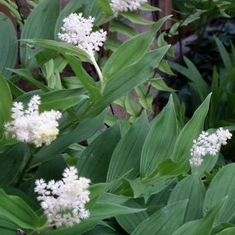 Maianthemum japonicum