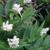 Maianthemum japonicum