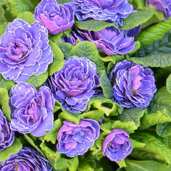 Primula vulgaris BELARINA 'Cobalt Blue'