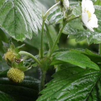 Fragaria vesca