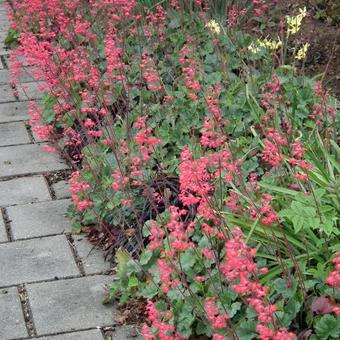 Heuchera sanguinea 'Splendens'