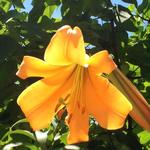 Lilium 'African Queen' - 