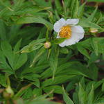 Paeonia emodi  - 