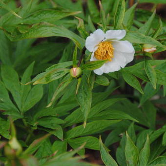 Paeonia emodi